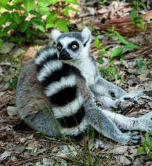lemur lemurs ringtail sifaka madagascar