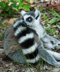 lemur lemurs ringtail sifaka madagascar