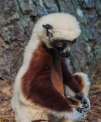 lemur lemurs ringtail sifaka madagascar