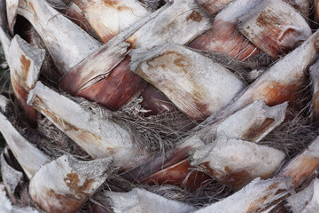 tronco palmera