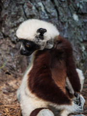 lemur lemurs ringtail sifaka madagascar