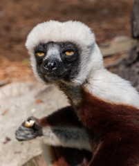 lemur lemurs ringtail sifaka madagascar