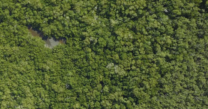 Very high-altitude overflight aerial of dense mangrove swamp, Florida everglades. Clip loops and is reversible. Elements of this image furnished by USGS/NASA Landsat