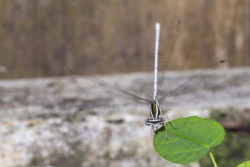 Dragonfly in nature background.