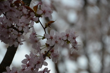 morning spring sakura pink flower bud petals japan garden 