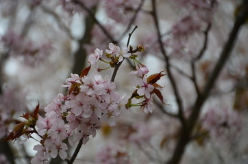 morning spring sakura pink flower bud petals japan garden 
