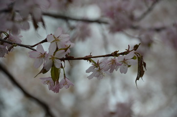 morning spring sakura pink flower bud petals japan garden 