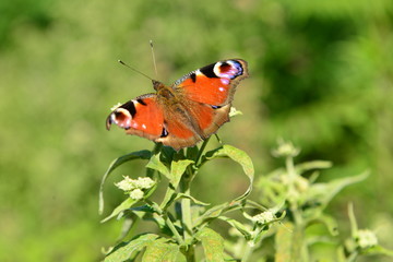 Peacock butterfly, U.K.
Close-up of a Summer insect.