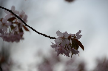 morning spring sakura pink flower bud petals japan garden 