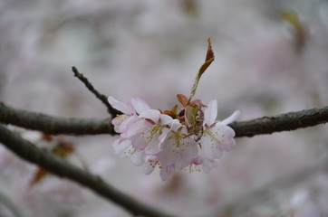 morning spring sakura pink flower bud petals japan garden 