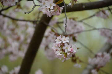 spring morning sakura cherry blossom pink flower japan garden