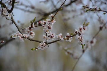 spring morning sakura cherry blossom pink flower japan garden