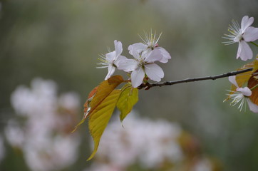 spring morning sakura cherry blossom pink flower japan garden