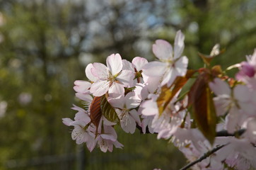 spring morning sakura cherry blossom pink flower japan garden