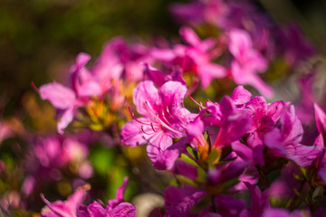 Obraz premium Fiore Bokeh rosa