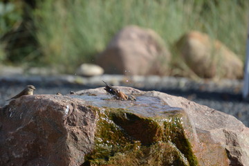 Vögel an der Tränke