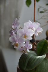 Fototapeta na wymiar macro pink orchid flower 