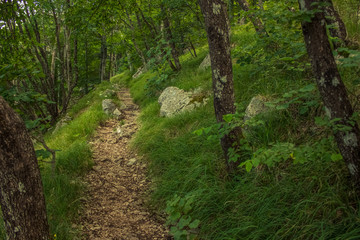 one lonely small trail in nature summer forest environment