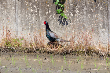 Japanese pheasant