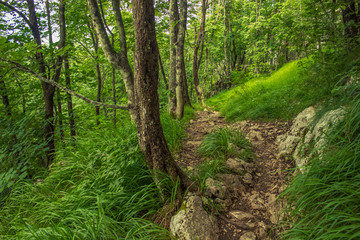 Obraz premium one lonely small trail in nature summer forest environment