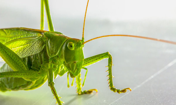Fototapeta Big green grasshopper on white background close up