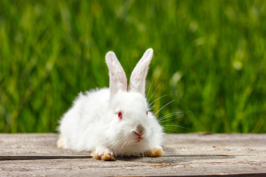beautiful cute white rabbit on natural green background