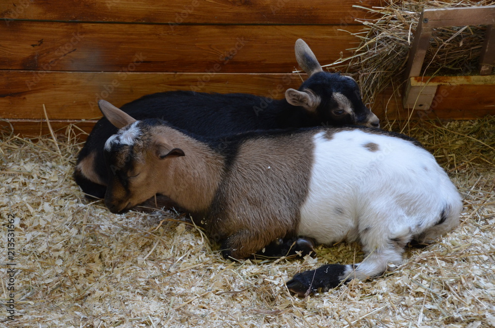 Poster black and white sleep cub goat farm hay nature