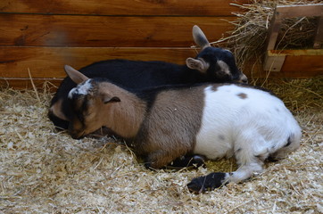 black and white sleep cub goat farm hay nature