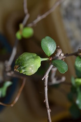 macro japan bonsai Chaenomeles japonica fruit leaf
