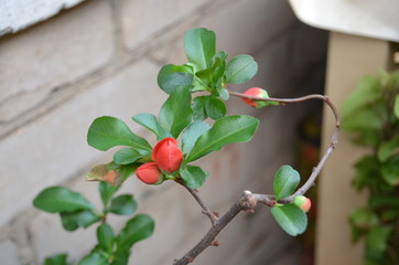 macro red flower bud japan bonsai Chaenomeles japonica