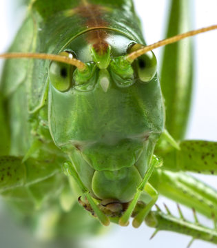 Fototapeta Big green grasshopper on white background close up