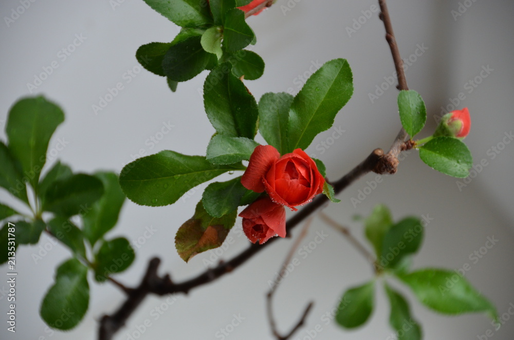 Sticker macro red flower bud japan bonsai Chaenomeles japonica