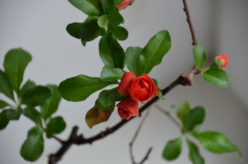 macro red flower bud japan bonsai Chaenomeles japonica