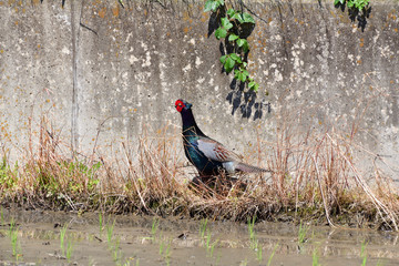 Japanese pheasant