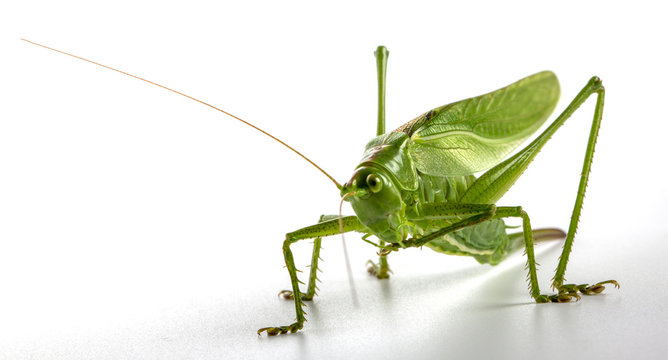 Fototapeta Big green grasshopper on white background close up