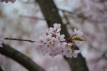 spring morning sakura cherry blossom pink flower japan garden