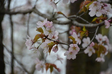 spring morning sakura cherry blossom pink flower japan garden