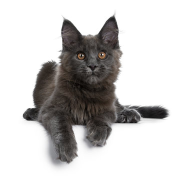 Adorable solid blue Maine Coon cat kitten laying down facing front with paws hanging over edge and looking straight at camera, isolated on white background