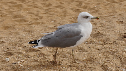 Fototapeta premium Möve am Strand