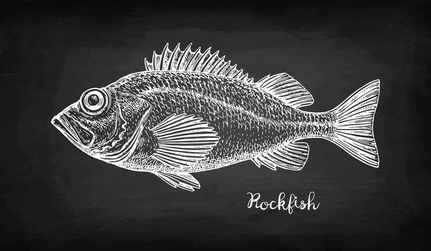 Chalk sketch of rockfish.