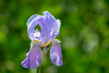 Fiore Viola