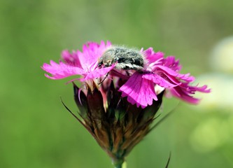 Wild pink flowers and Epicometis hirta insect 