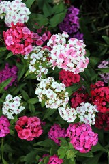 Beautiful pink and white flowers in the garden - carnation /Dianthus