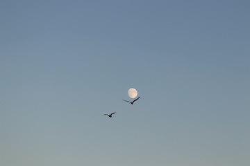 Fly to the moon in harmony