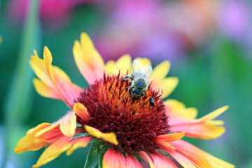 Honey bee on yellow flower collect pollen. Common blanketflower or common gaillardia. 