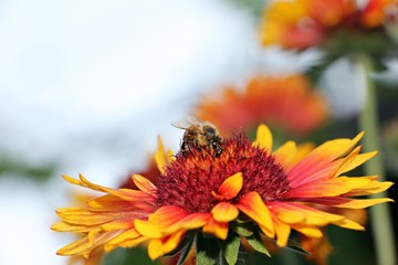 Honey bee on yellow flower collect pollen. Common blanketflower or common gaillardia. 