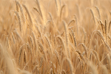 wheat ears field at sunset