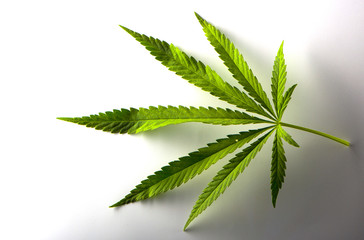 A hemp sheet on a white background