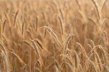 wheat ears at sunset of the day