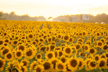 Obraz premium sunflowers young planted on the field many rows in yellow color